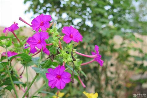 夜來香扦插|夜來香[多年生藤狀纏繞草本植物]:夜來香（學名： (Burm. f.) 